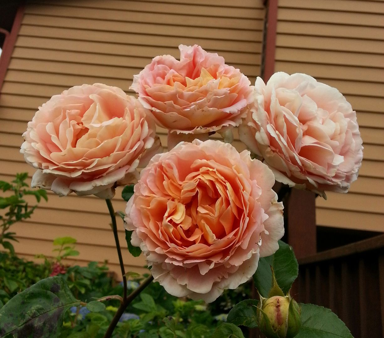  photo 20140702_072526-1_zpsexlqwlqb.jpg